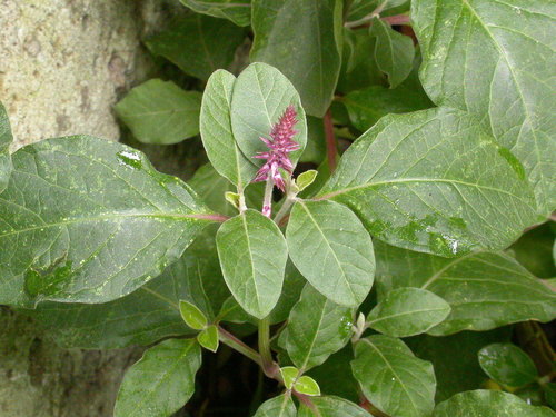 Achyranthes aspera (Chaff-flower) — photo