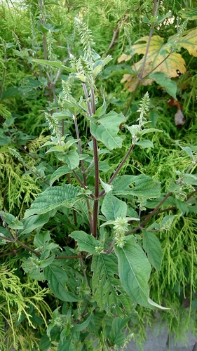 Achyranthes bidentata (Chaff-flower) — photo