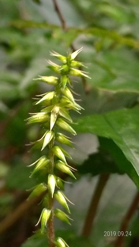 Achyranthes bidentata (Chaff-flower) — photo