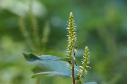 Achyranthes bidentata