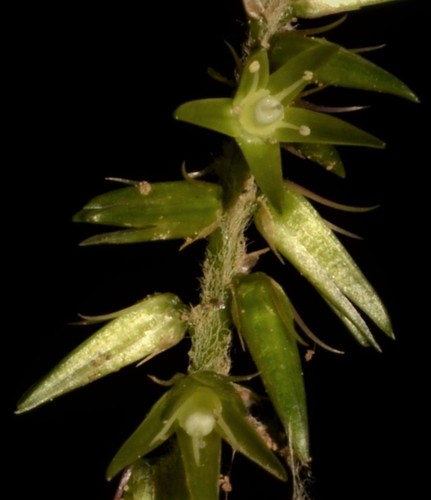 Achyranthes japonica — photo