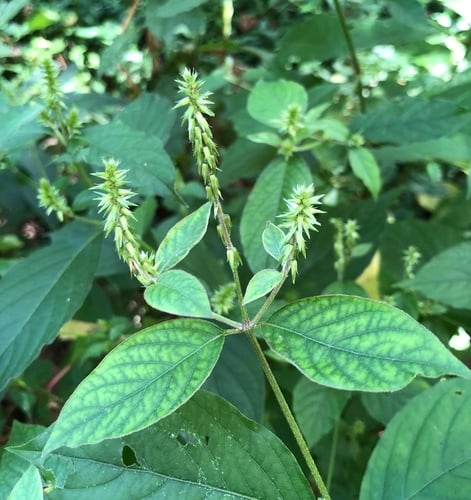 Achyranthes japonica