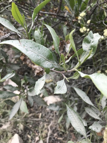 Achyrocline alata — photo