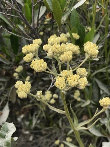 Achyrocline alata