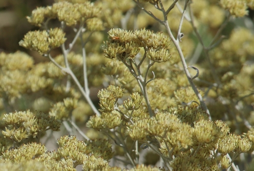 Achyrocline satureioides — photo