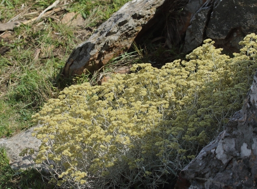 Achyrocline satureioides — photo