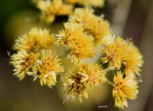 Achyrocline satureioides