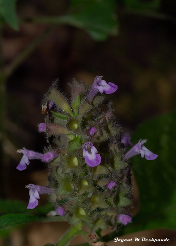 Achyrospermum densiflorum — photo