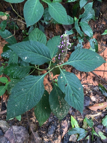 Achyrospermum densiflorum — photo