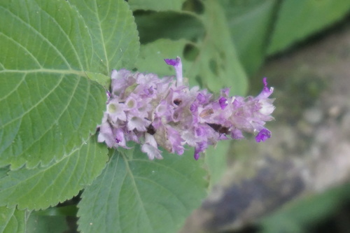 Achyrospermum densiflorum