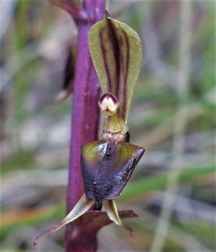 Acianthus exsertus (Mosquito orchid) — photo