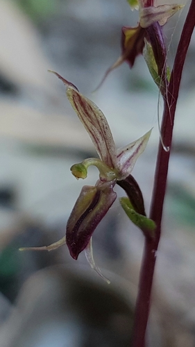 Acianthus exsertus (Mosquito orchid) — photo