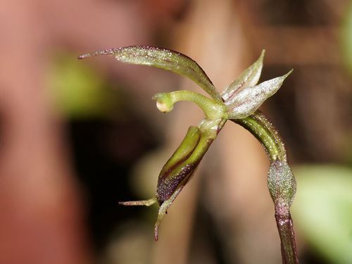 Acianthus exsertus