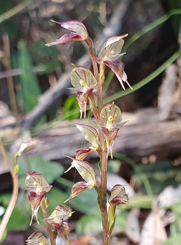 Acianthus fornicatus (Mountain giant orchid) — photo