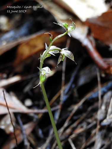 Acianthus fornicatus (Mountain giant orchid) — photo