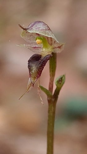 Acianthus fornicatus
