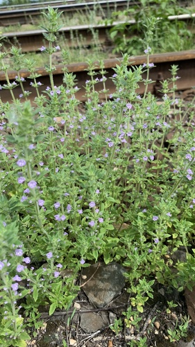 Acinos arvensis (Basil thyme) — photo