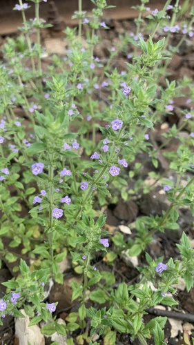 Acinos arvensis (Basil thyme) — photo