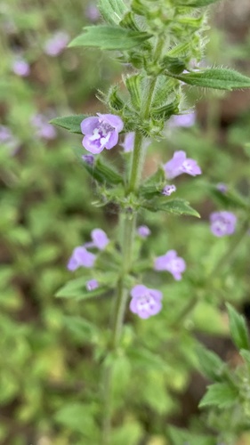 Acinos arvensis