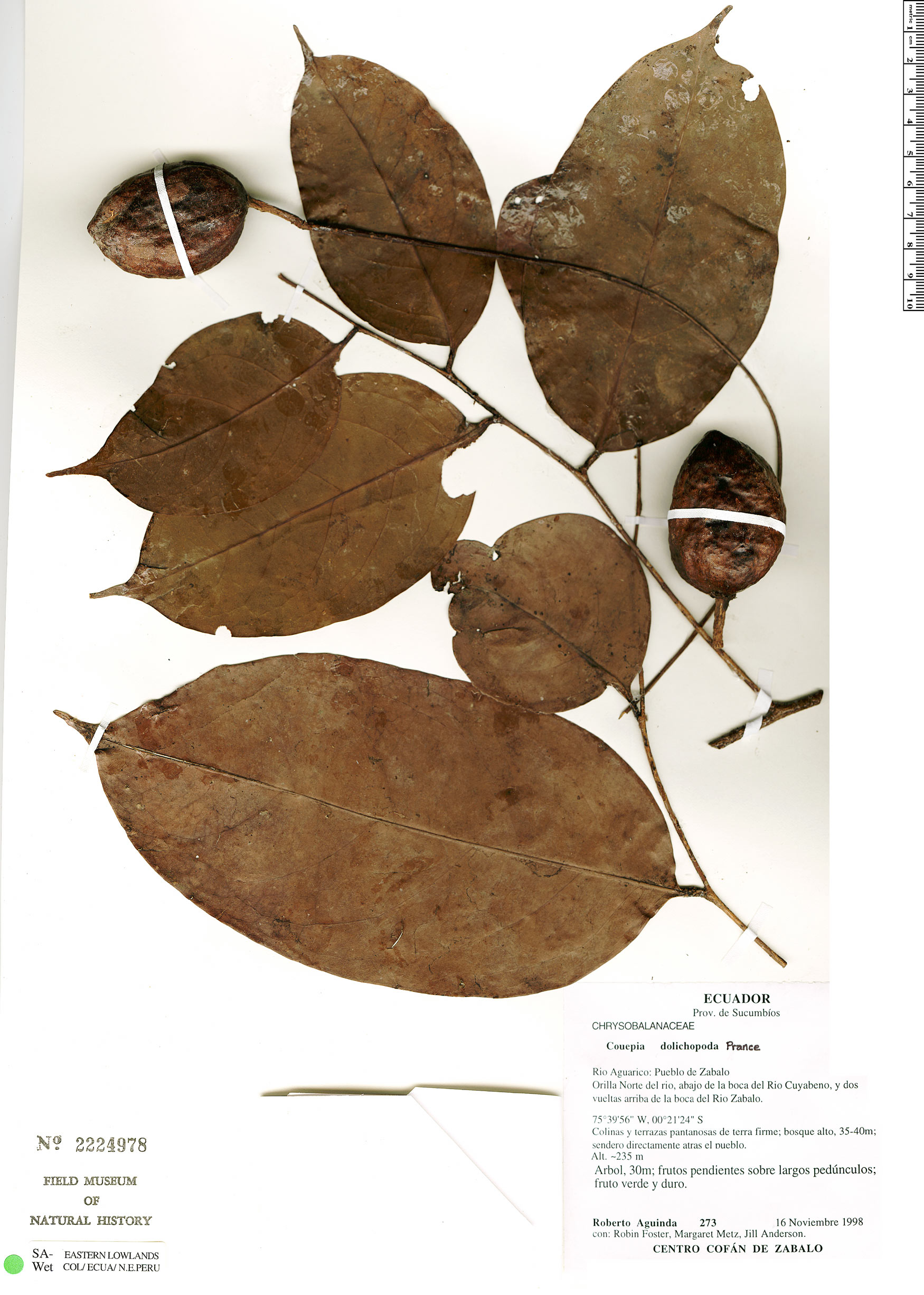 Acioa dolichopoda — photo