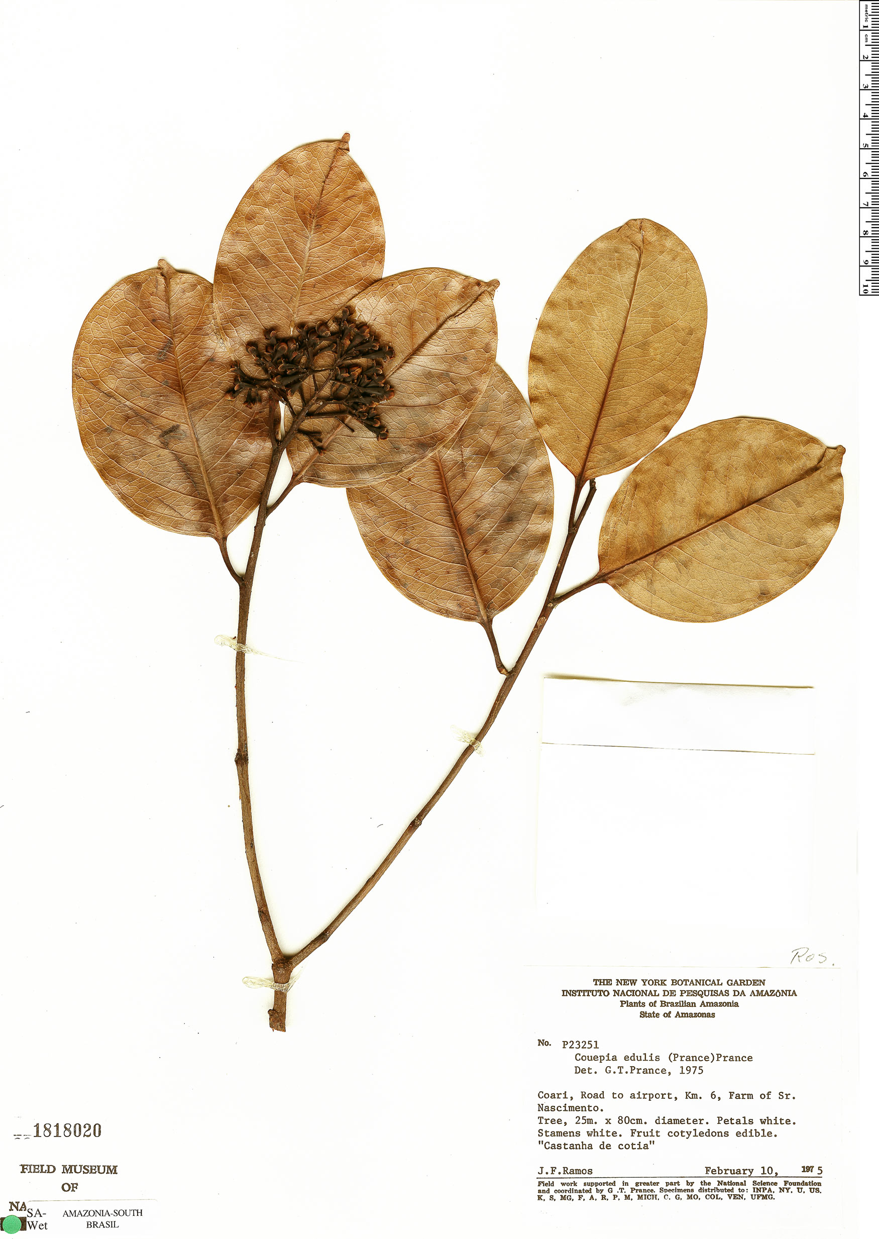 Acioa edulis (Cutia nut) — photo