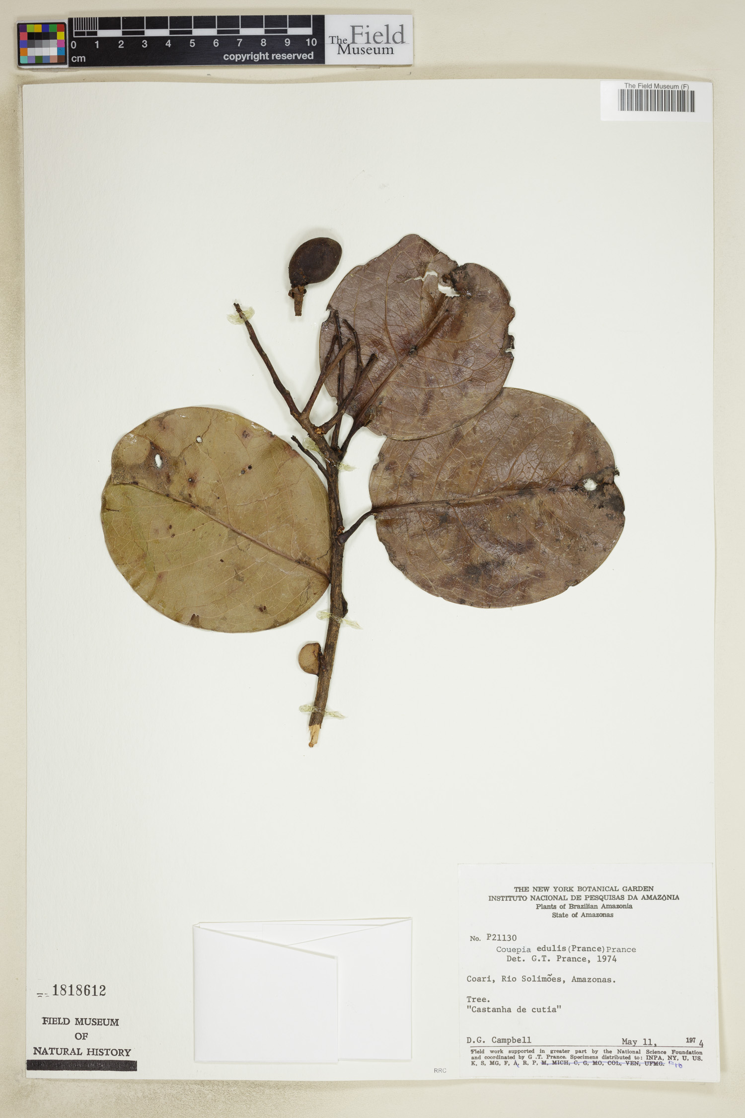 Acioa edulis (Cutia nut) — photo