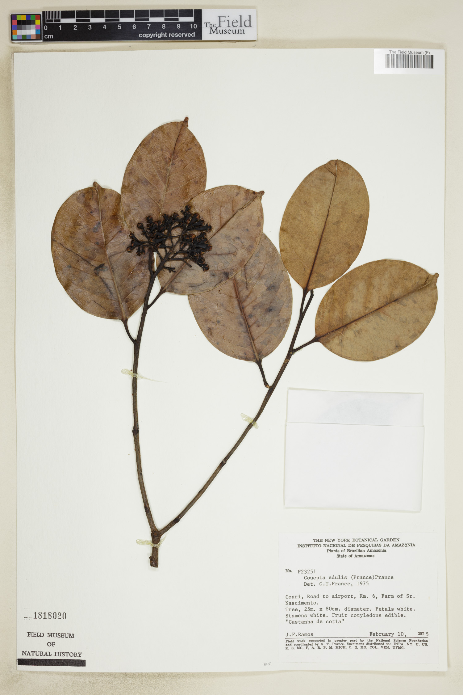 Acioa edulis (Cutia nut) — photo