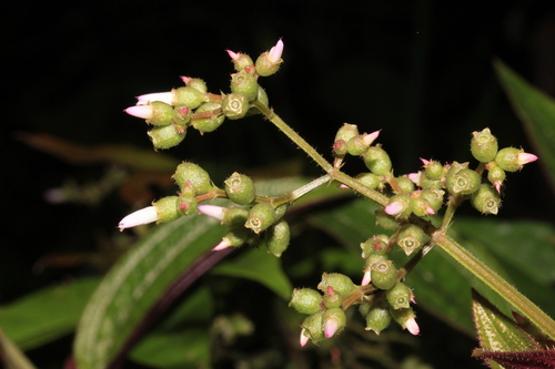 Aciotis purpurascens (Wild sauari) — photo