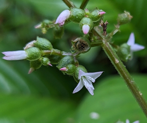 Aciotis purpurascens (Wild sauari) — photo