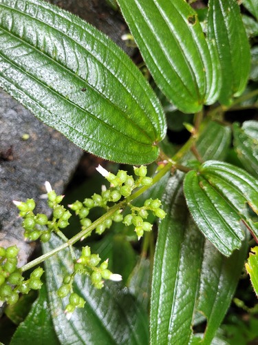 Aciotis purpurascens