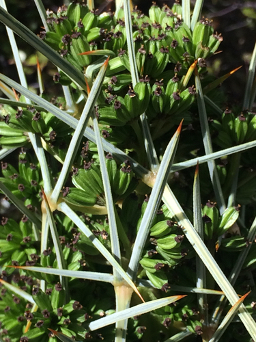 Aciphylla squarrosa (Speargrass) — photo