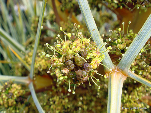 Aciphylla squarrosa (Speargrass) — photo