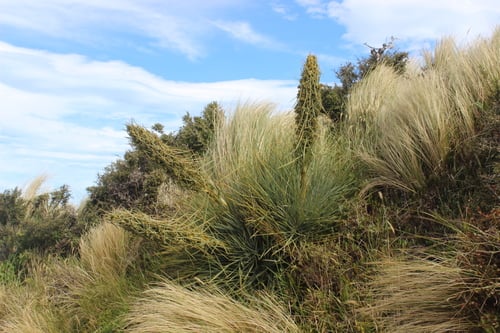 Aciphylla squarrosa