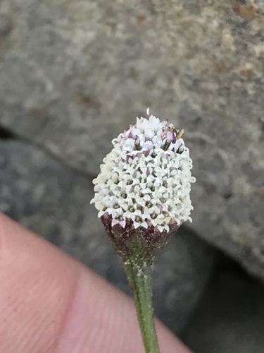 Acmella alba — photo