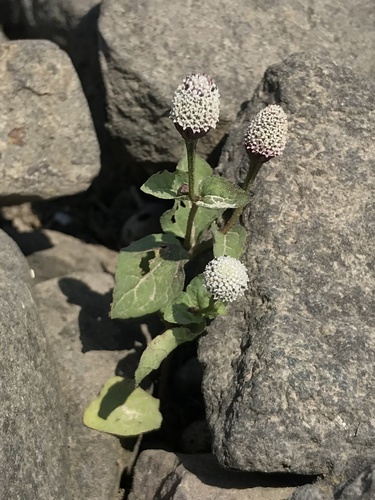 Acmella alba