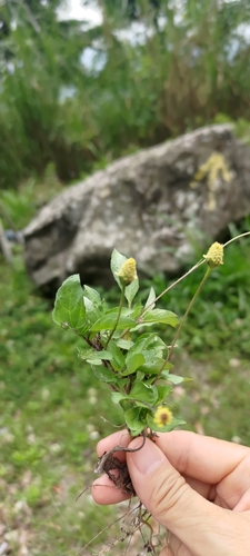 Acmella brachyglossa — photo