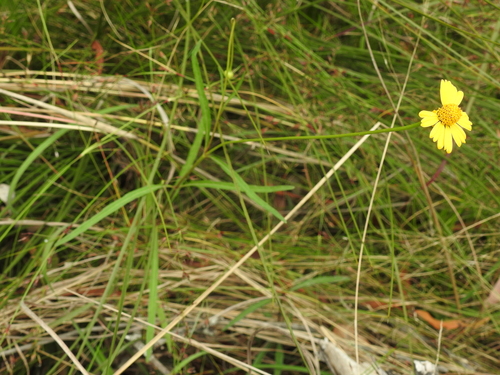 Acmella brachyglossa
