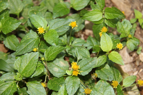Acmella caulirhiza — photo