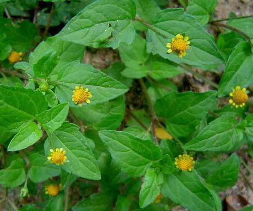 Acmella caulirhiza