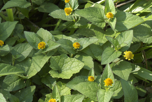 Acmella ciliata (Fringed pod toothache plant) — photo