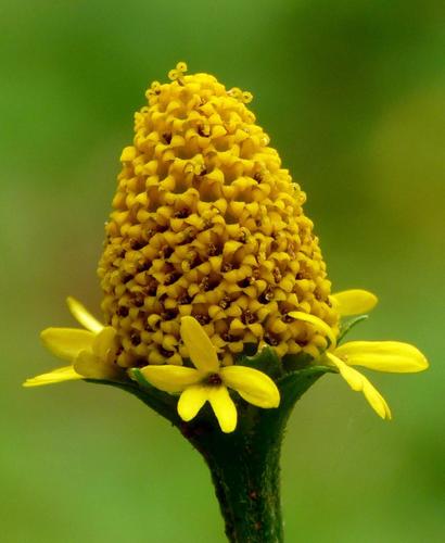 Acmella ciliata