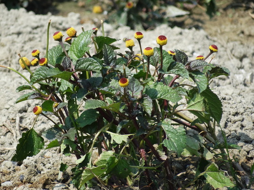 Acmella oleracea (Para cress) — photo