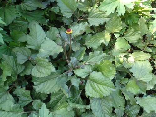 Acmella oleracea (Para cress) — photo