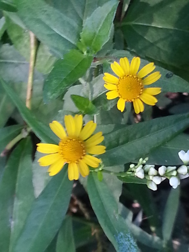 Acmella oppositifolia (Linta) — photo