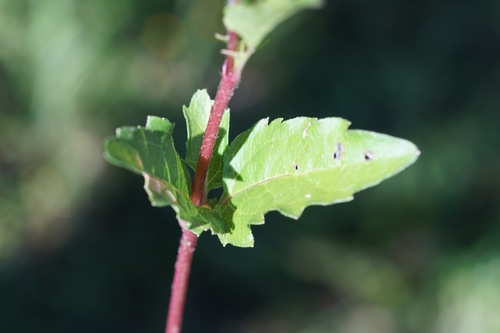 Acmella oppositifolia (Linta) — photo