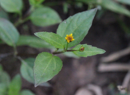Acmella paniculata (Paracress) — photo