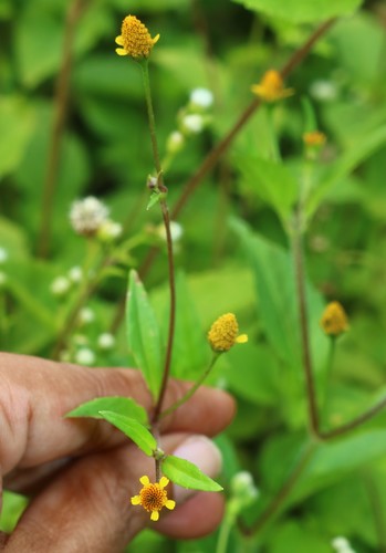 Acmella uliginosa (Marsh para cress) — photo