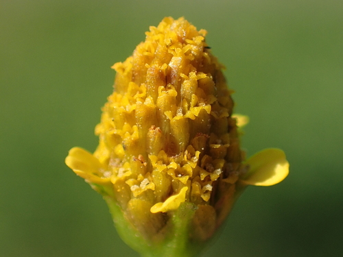 Acmella uliginosa (Marsh para cress) — photo