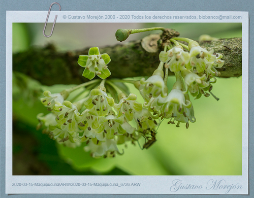 Acnistus arborescens (Wild tree tobacco) — photo