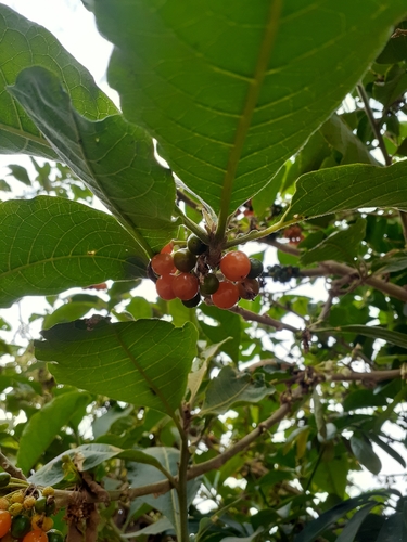Acnistus arborescens